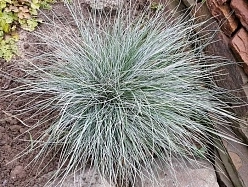 Овсяница сизая 'Фредди' Овсяница сизая 'Фредди'