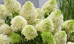 Гортензия метельчатая 'Скайфолл' Гортензия метельчатая 'Скайфолл'