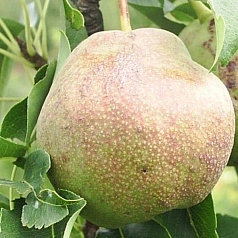 Груша 'Любимица Яковлева'