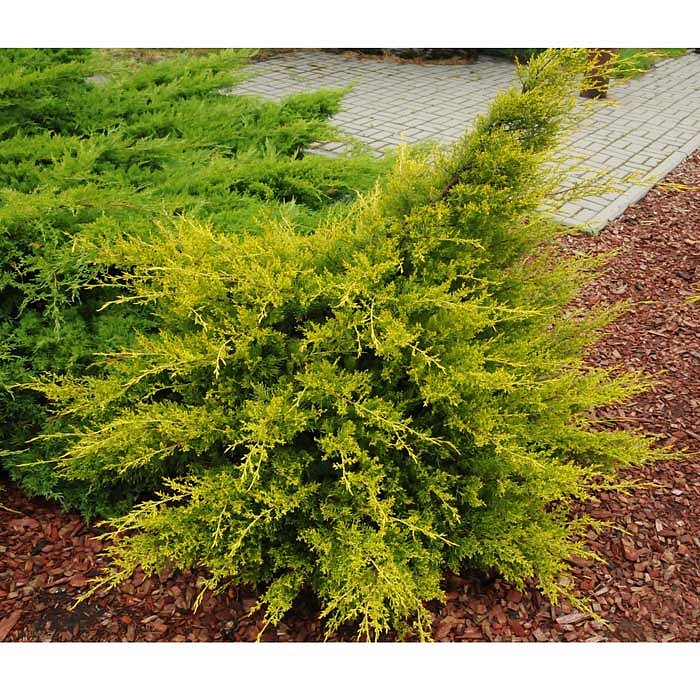 Можжевельник китайский 'Куривао Голд'