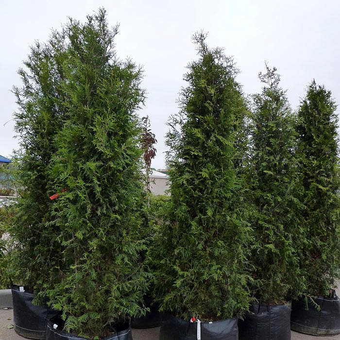 Крупномер туя западная Брабант (Brabant)
