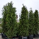Крупномер туя западная Брабант (Brabant)