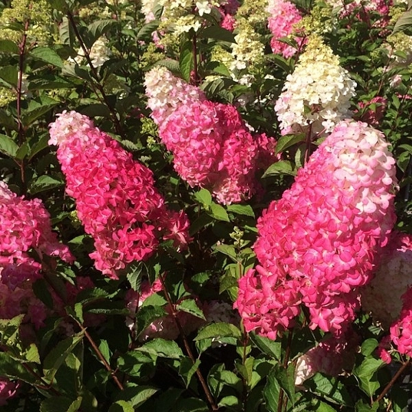 Гортензия метельчатая 'Фрейз Мельба'