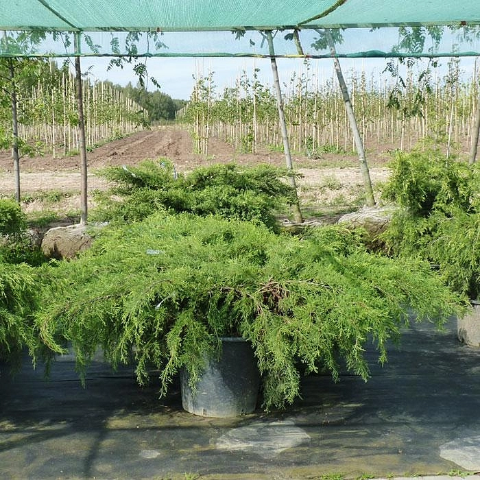 Можжевельник пфитцериана 'Пфитцериана Аурея'