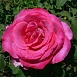 Роза 'Пароле' (чайно-гибридная) (фиолетово - розовая)