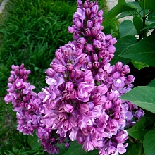 Сирень обыкновенная 'Мишель Бюхнер' (фиолетово - розовая)