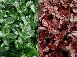 Бересклет Форчуна 'Колоратус'