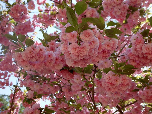 Вишня мелкопильчатая (сакура) 'Канзан'