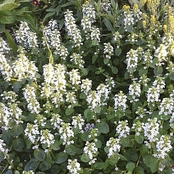 Живучка ползучая 'Альба'