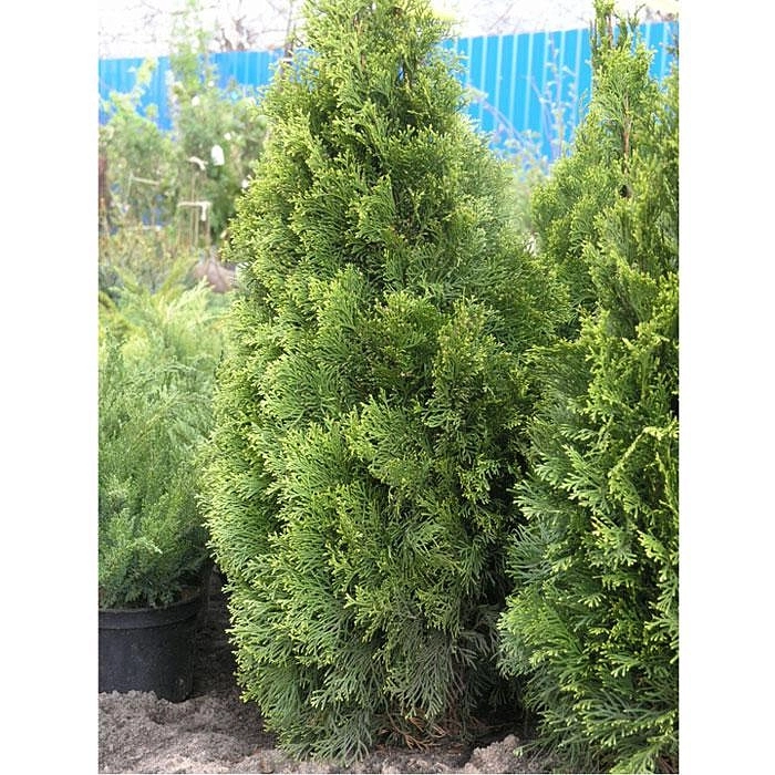 Туя западная 'Брабант'