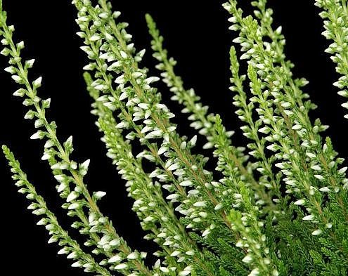 Вереск обыкновенный 'Алисия' (белый)