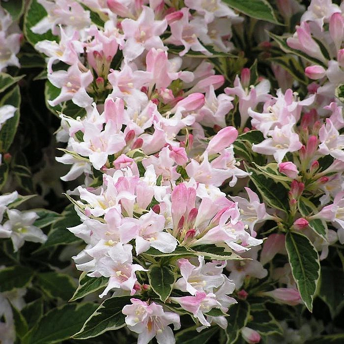 Вейгела раннецветущая 'Сплендид'