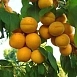 Абрикос 'Погремок'