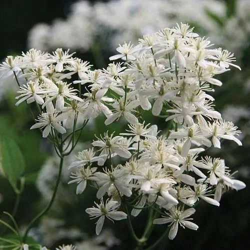 Клематис жгучий Клематис жгучий