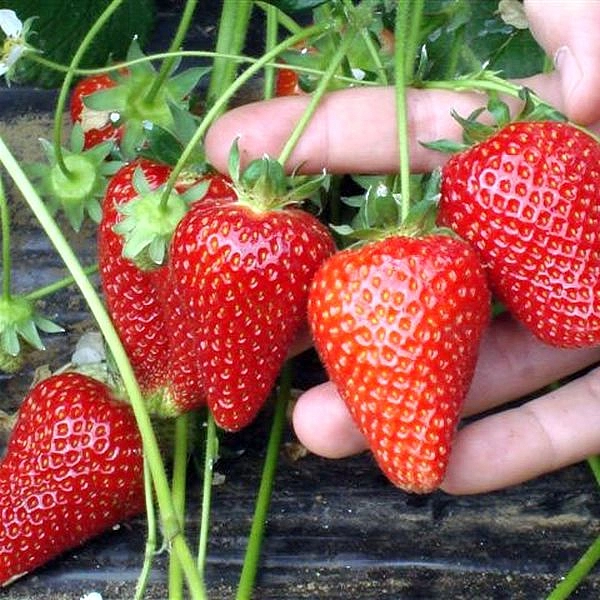 Ботаническое описание и характеристики ягод ирги