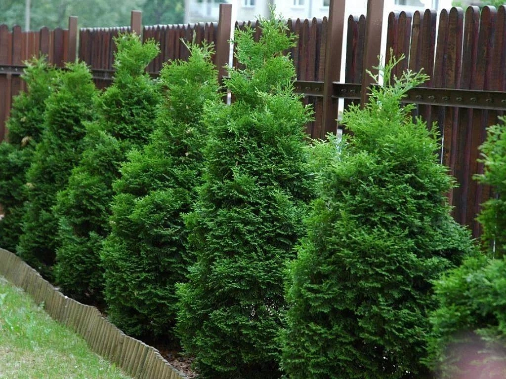 Туя западная 'Холмструп'