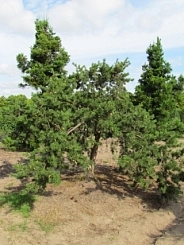 Сосна Банкса 'Арктис'