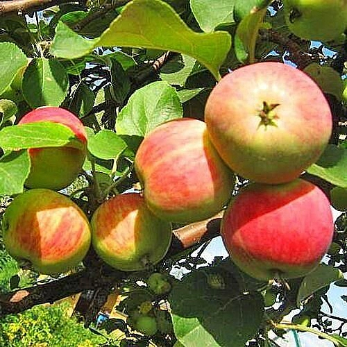 Яблоня домашняя 'Скороплодное'