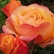 Роза 'Ибица' (чайно-гибридная) (оранжево - красная)