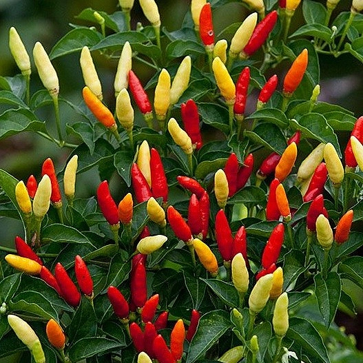 Перец 'Феникс'