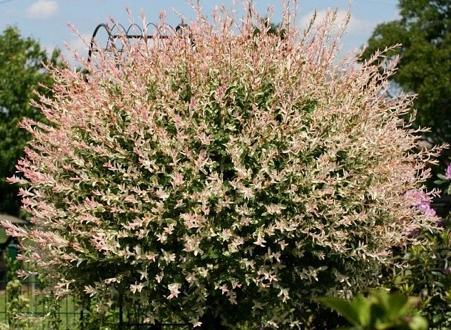 Ива цельнолистная 'Фламинго'