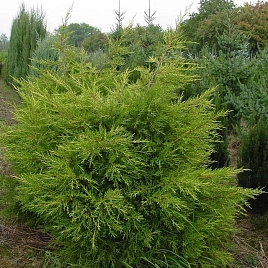 Можжевельник китайский 'Куривао Голд'