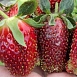 Земляника (клубника) 'Купчиха'