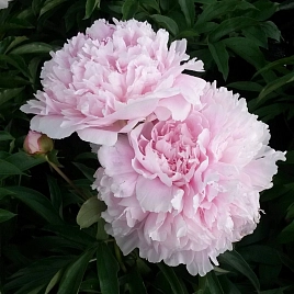 Пион молочноцветковый 'Альберт Круз' (розовый)