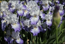 Ирис бородатый 'Ализе'