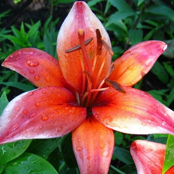 Лилия 'Электрик Ред' (карминово - красная)