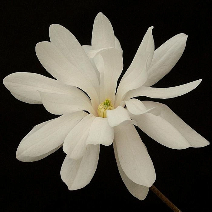 Магнолия звёздчатая 'Розеа'