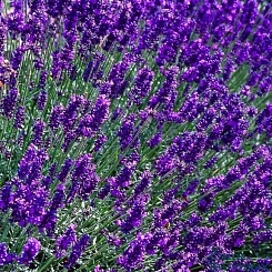 Лаванда узколистная 'Хидкот'