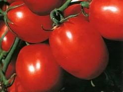 Томат 'Отличник'