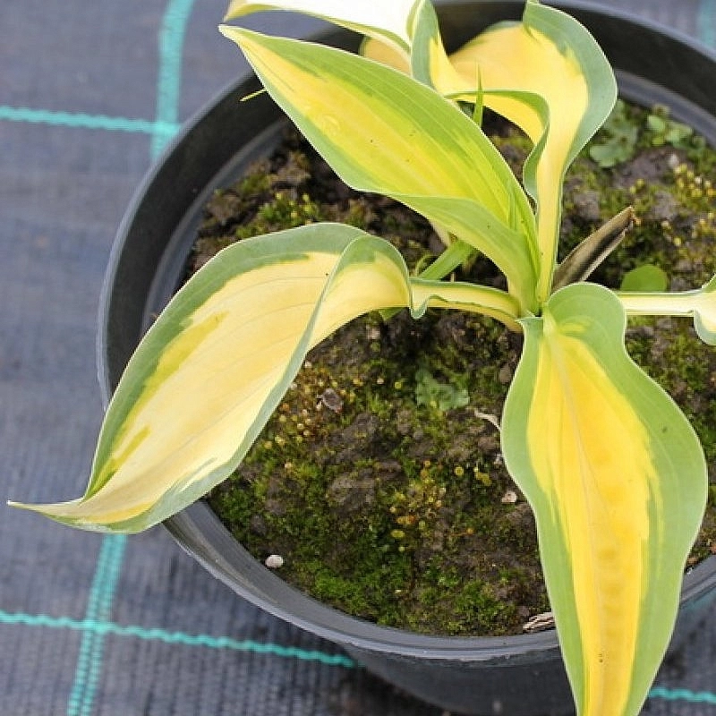 Хоста гибридная (вздутая, волнистая) 'Оранж Мармелейд' Хоста гибридная (вздутая, волнистая) 'Оранж Мармелейд'