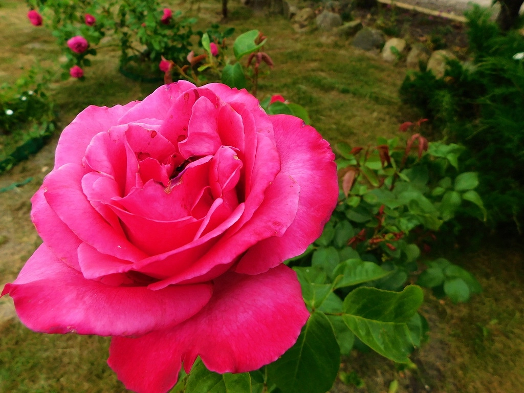 Роза 'Высоцкий' (чайно-гибридная, парковая) (розово-малиновая)