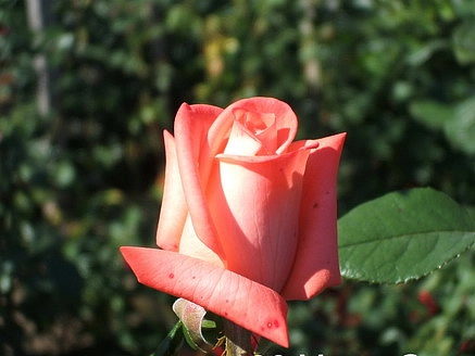 Роза 'Мови Стар' (чайно-гибридная) (светло кораловая)