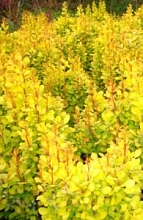 Барбарис Тунберга 'Голден Торч'