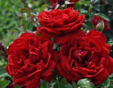 Роза 'Югендлибе' (флорибунда) (красная)