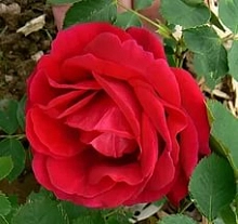 Роза 'Катберт Грант' (шраб) (красная)