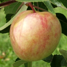 Яблоня Сахарный Мирон (Мирончик)