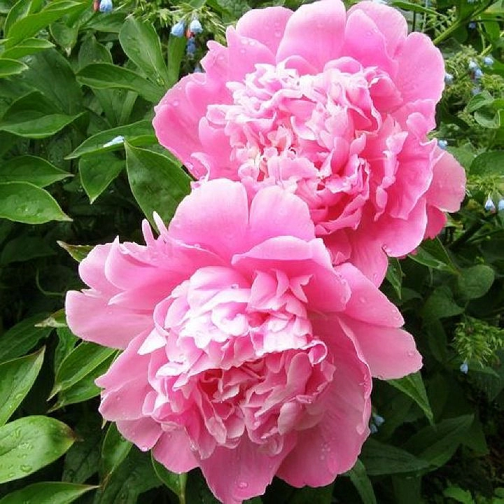 Пион молочноцветковый 'Пинк Камео' (розовый светлый)