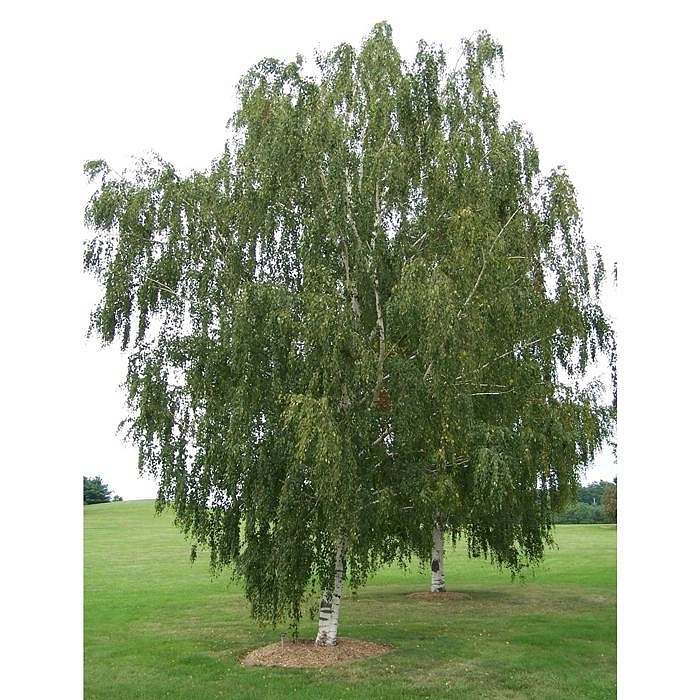 Береза бумажная