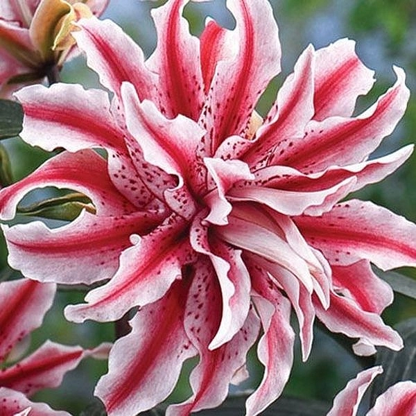 Лилия 'Меджик Стар' (махровая бело - розовая)