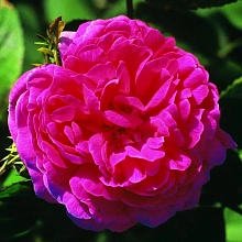 Роза 'Роз де Реш' (парковая, шраб) (розовая)