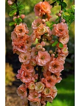 Айва (Хеномелес) великолепная 'Камео'