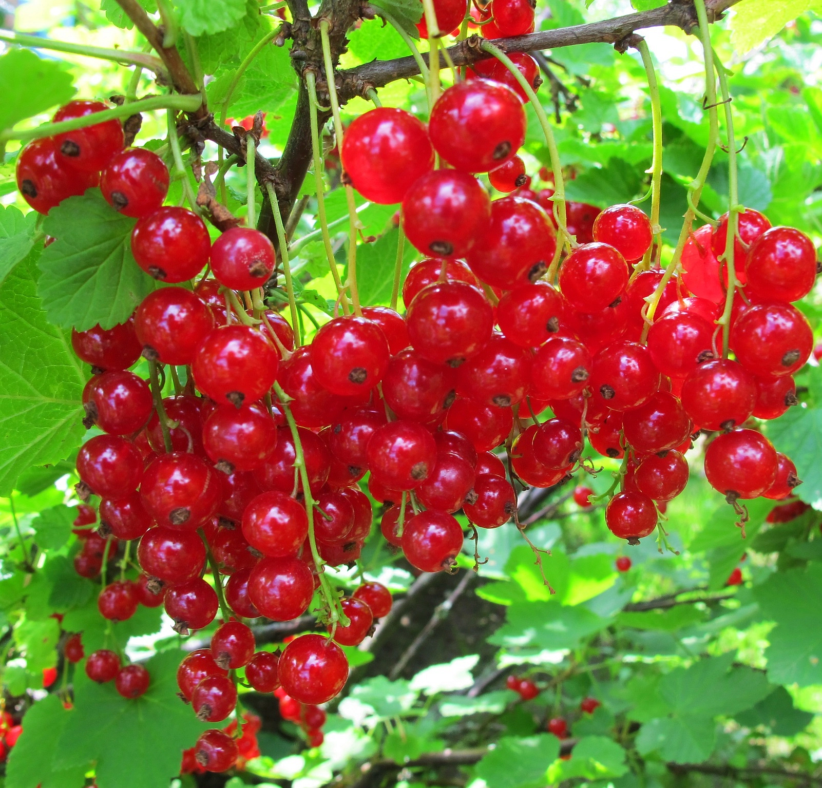 Смородина красная 'Андрейченко'