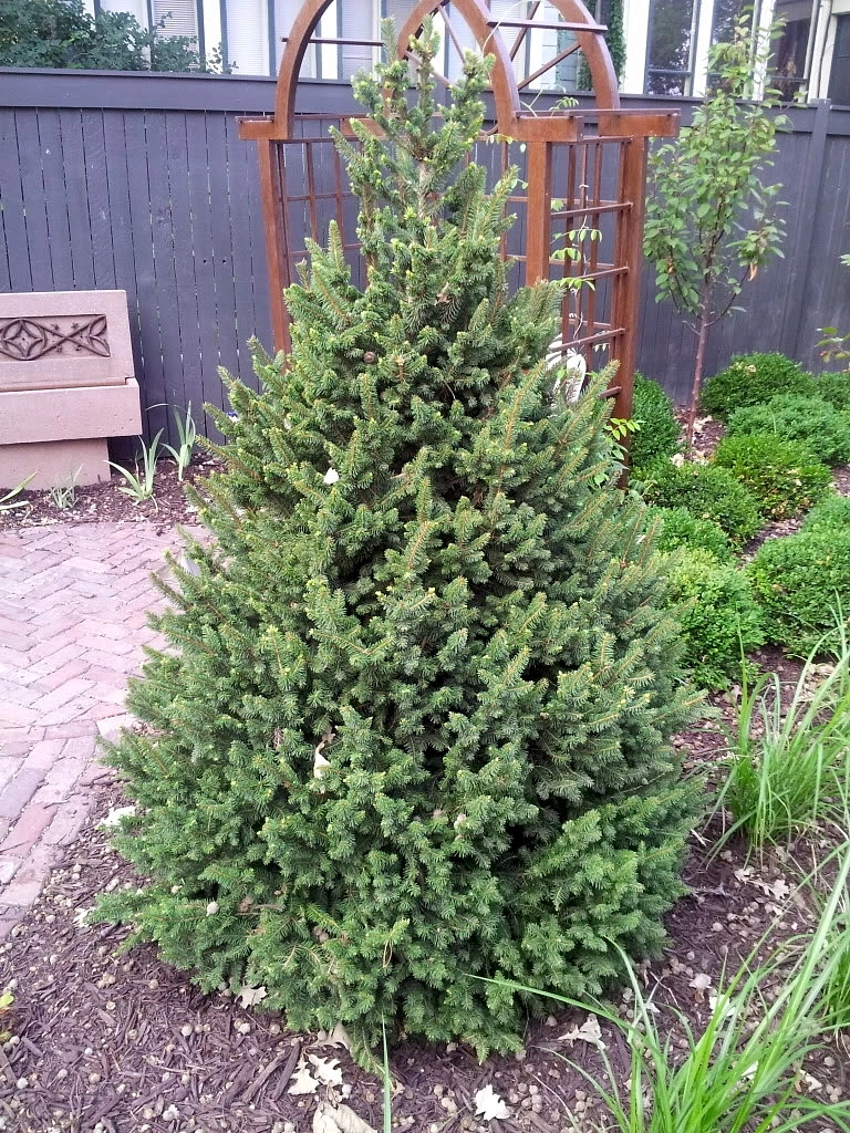 Ель обыкновенная (европейская) 'Виллс Цверг'