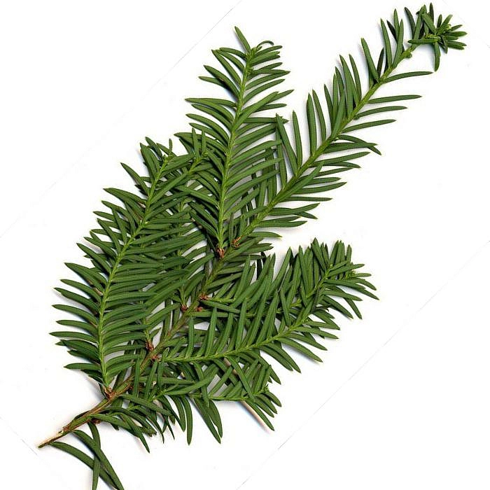 Тис ягодный (Taxus baccata)