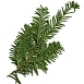 Тис ягодный (Taxus baccata)