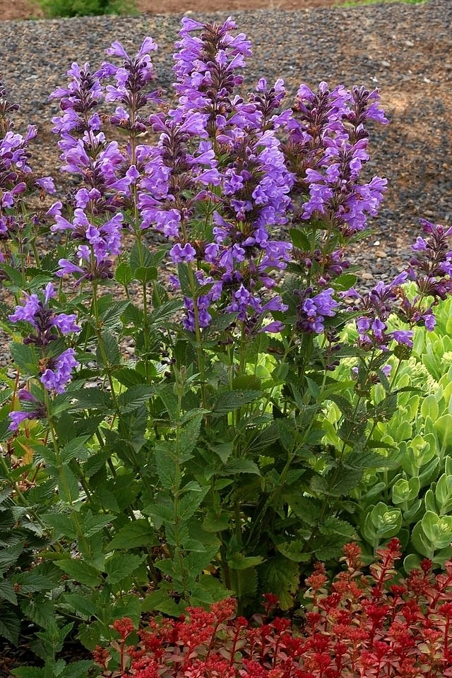 Котовник Фассенa 'Блю Драгон'